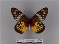 豔粉蝶藏品圖，第2張