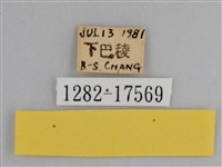 豔粉蝶藏品圖，第3張