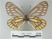 流星絹粉蝶藏品圖，第2張