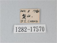 流星絹粉蝶藏品圖，第3張