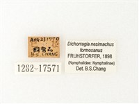 流星蛺蝶藏品圖，第3張