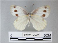 緣點白粉蝶藏品圖，第2張