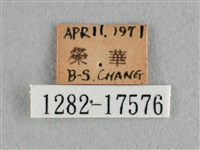 散紋盛蛺蝶藏品圖，第3張