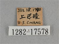散紋盛蛺蝶藏品圖，第3張