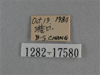 細灰蝶藏品圖，第3張