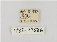 淡褐脈粉蝶藏品圖，第3張