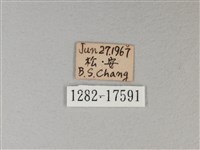 白裳貓蛺蝶藏品圖，第3張