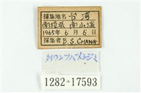 南方燕藍灰蝶藏品圖，第3張
