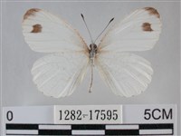 纖粉蝶、黑點粉蝶藏品圖，第1張