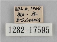 纖粉蝶、黑點粉蝶藏品圖，第3張