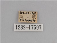 異紋紫斑蝶藏品圖，第3張