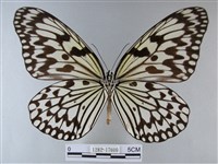 大白斑蝶藏品圖，第2張
