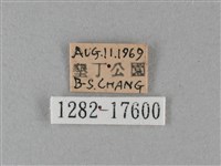 大白斑蝶藏品圖，第3張