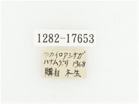 血紅虎斑花金龜藏品圖，第2張