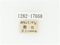 血紅虎斑花金龜藏品圖，第2張