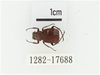 血紅虎斑花金龜藏品圖，第1張