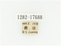 血紅虎斑花金龜藏品圖，第2張