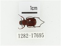 血紅虎斑花金龜藏品圖，第1張