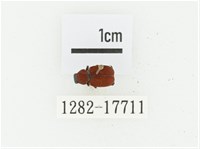 血紅虎斑花金龜藏品圖，第1張