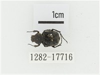 血紅虎斑花金龜藏品圖，第1張