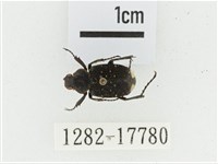 黑虎斑花金龜藏品圖，第1張