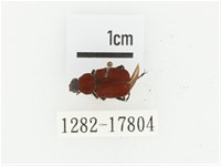 血紅虎斑花金龜藏品圖，第1張