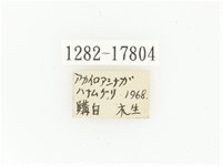 血紅虎斑花金龜藏品圖，第2張