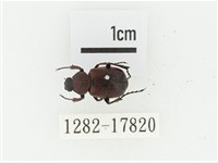 血紅虎斑花金龜藏品圖，第1張