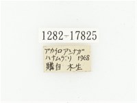 血紅虎斑花金龜藏品圖，第2張