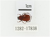 血紅虎斑花金龜藏品圖，第1張