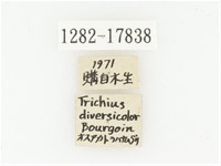 血紅虎斑花金龜藏品圖，第2張