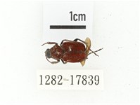 血紅虎斑花金龜藏品圖，第1張