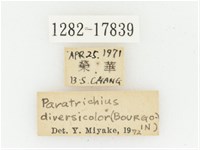 血紅虎斑花金龜藏品圖，第2張