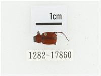 血紅虎斑花金龜藏品圖，第1張