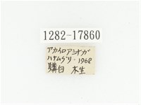 血紅虎斑花金龜藏品圖，第2張