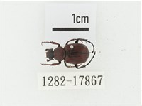 血紅虎斑花金龜藏品圖，第1張