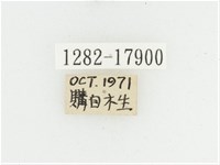 黑虎斑花金龜藏品圖，第2張