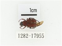 血紅虎斑花金龜藏品圖，第1張