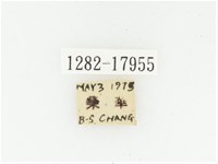 血紅虎斑花金龜藏品圖，第2張