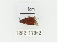 血紅虎斑花金龜藏品圖，第1張