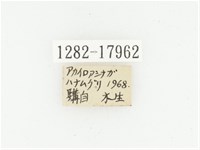 血紅虎斑花金龜藏品圖，第2張