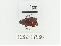 血紅虎斑花金龜藏品圖，第1張