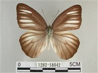 異色尖粉蝶藏品圖，第1張