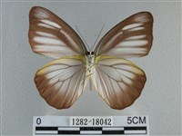 異色尖粉蝶藏品圖，第2張