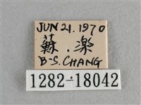 異色尖粉蝶藏品圖，第3張