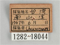 金鎧蛺蝶藏品圖，第3張