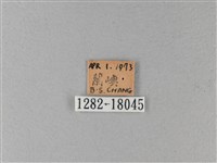 大白斑蝶藏品圖，第3張