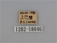豔粉蝶藏品圖，第3張