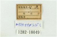 臺灣鐵灰蝶藏品圖，第3張