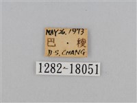 江崎波眼蝶藏品圖，第3張